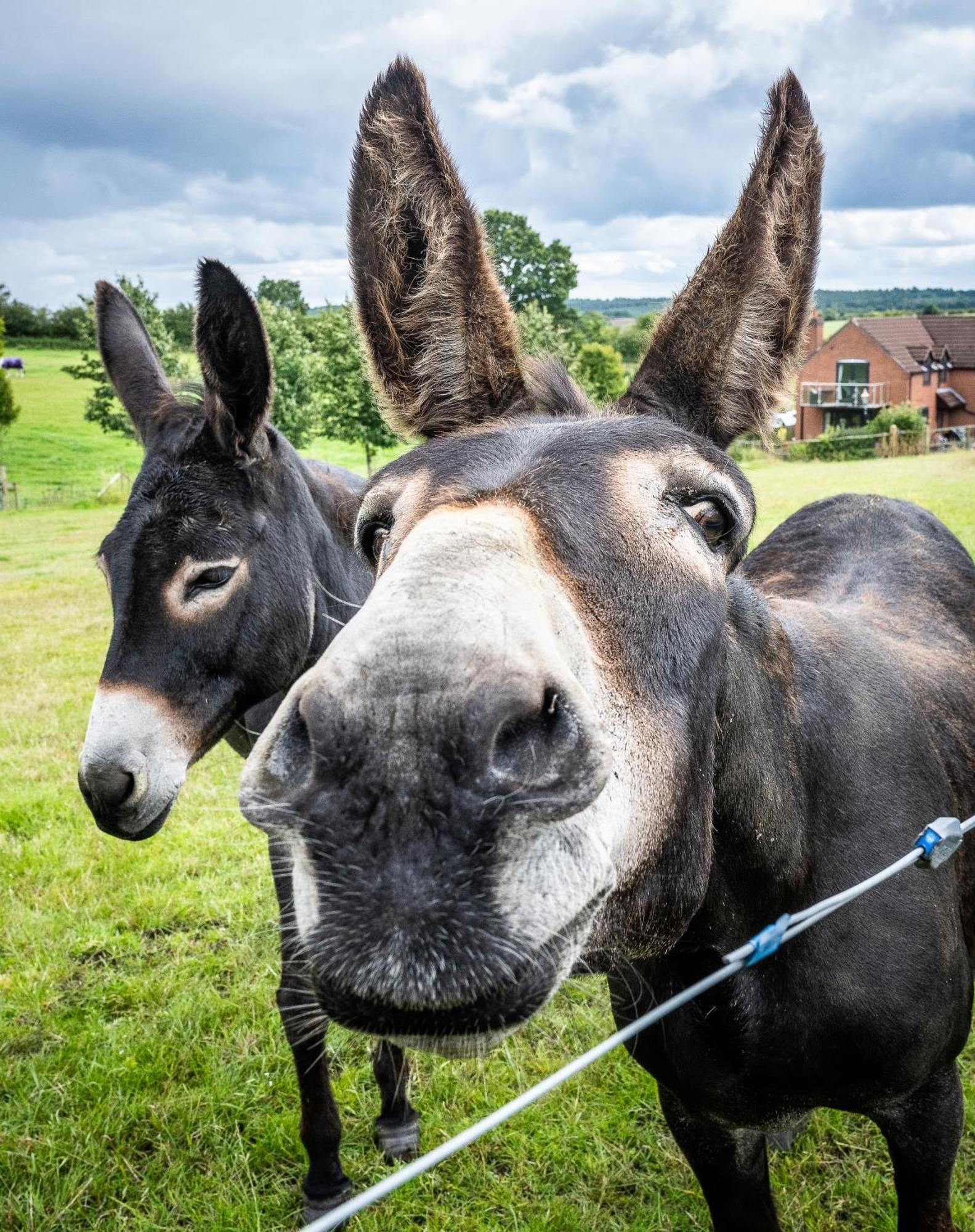 Fairview Farm Holiday Accommodation 14 Luxury Lodges, Cabins, Dog Friendly, Suitable For Couples, Families And Groups, Wedding Guests , Corporate Events, Sleeps 2-65 Guests In Ravenshead, Nottingham Near Sherwood Forest, Set In 88 Acres Exterior photo